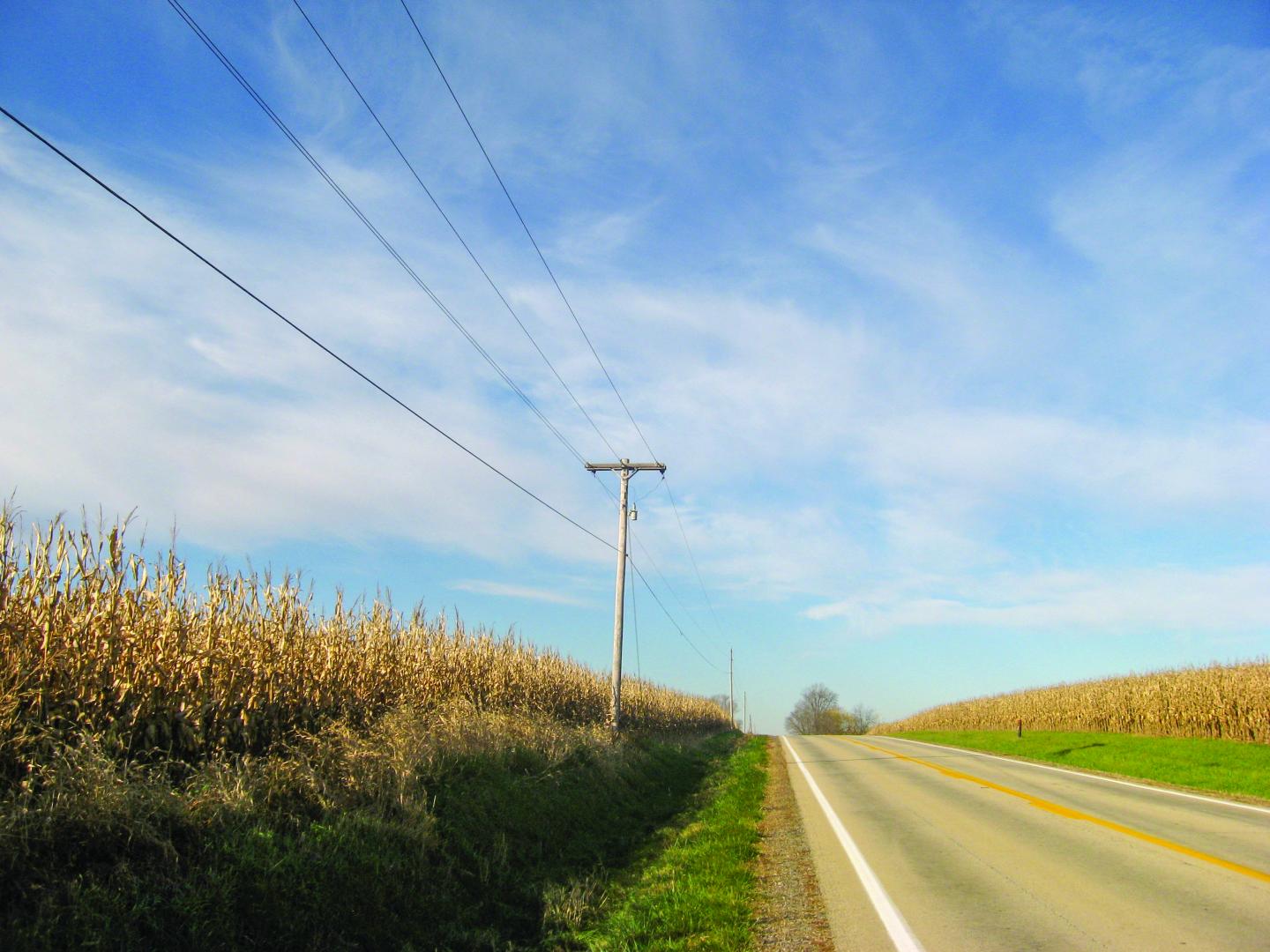 Power lines and corn fields